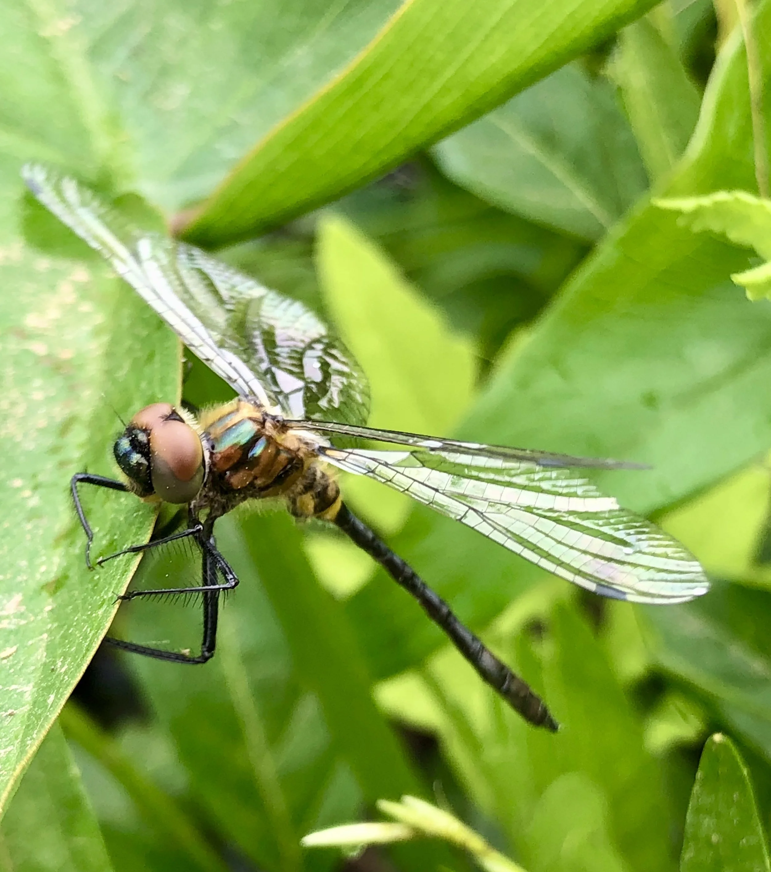 dragonfly totem