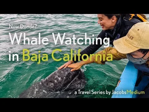 Whale Watching in Baja California (Gray Whales) (Copy)