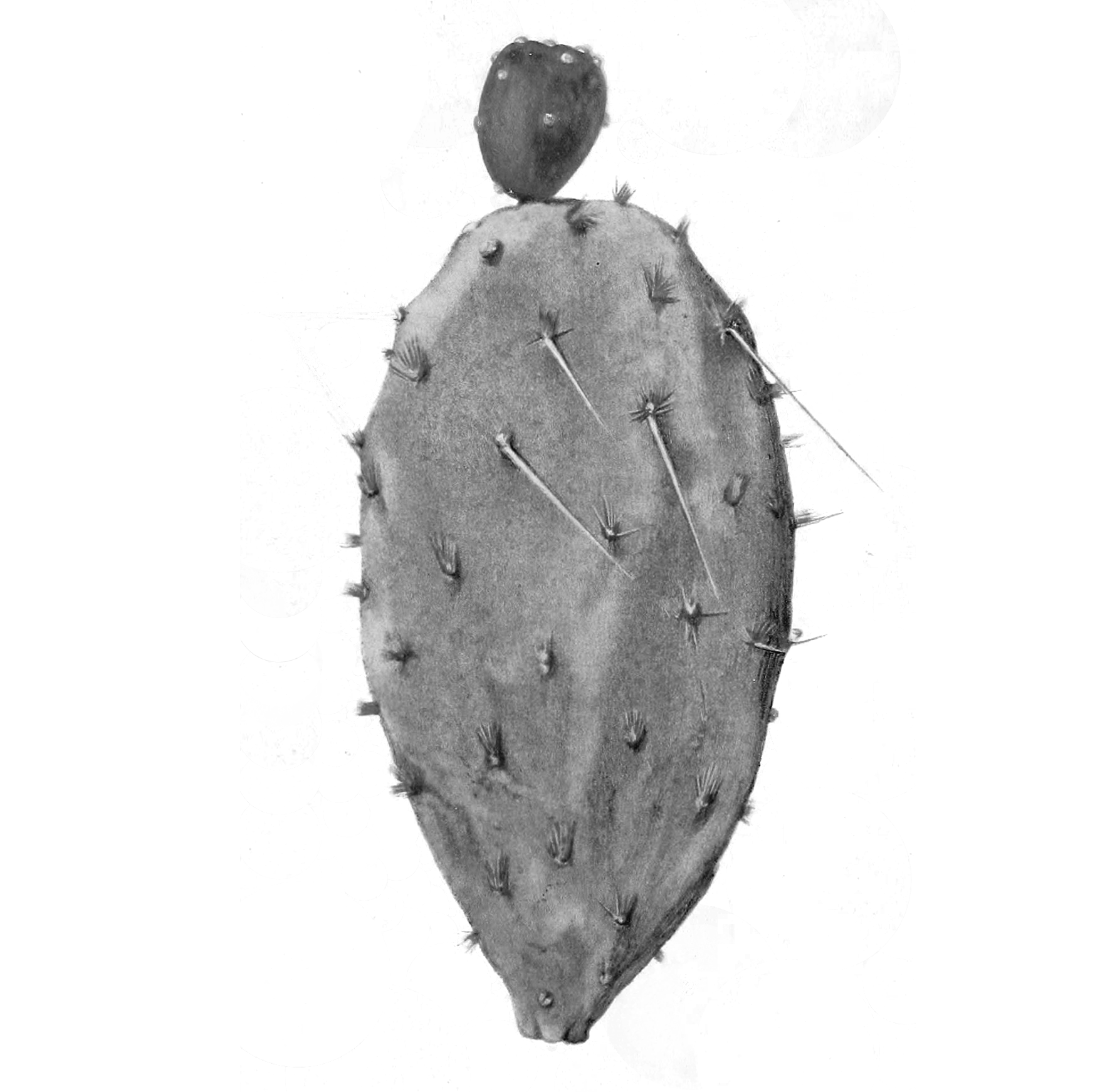 PricklyPear.png