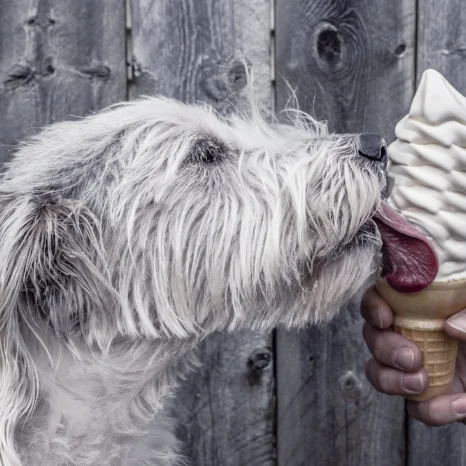 Why dogs are good for our wellbeing