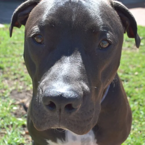 What dogs can teach us about managing stress 