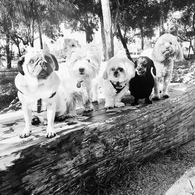 Little Log Crew 🥰 #strochfortheloveofdog #dogsonlogs