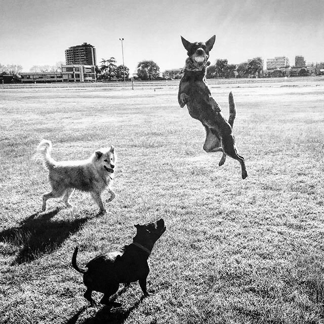 Jumping start to the week ahead #strochfortheloveofdog