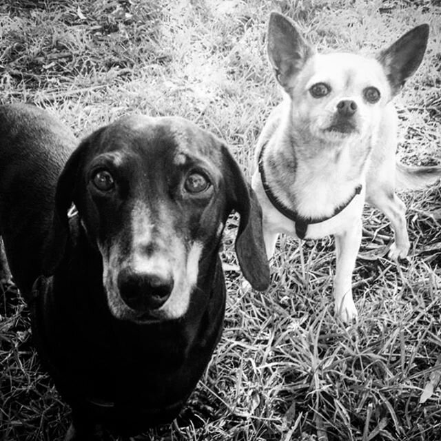 Oh hai, we heard you had chimken 🍗 🍗