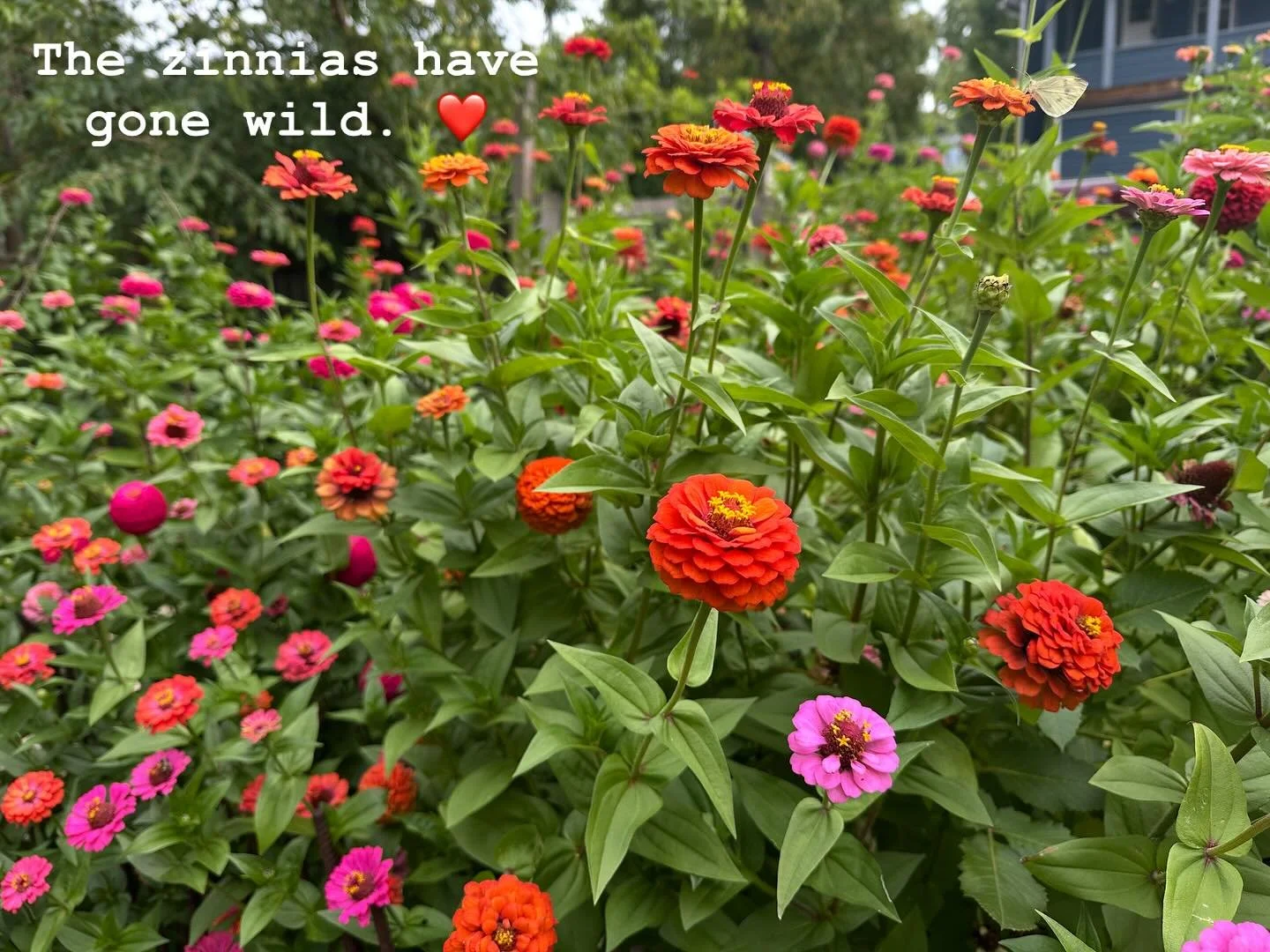 Late summer has unleashed the garden.