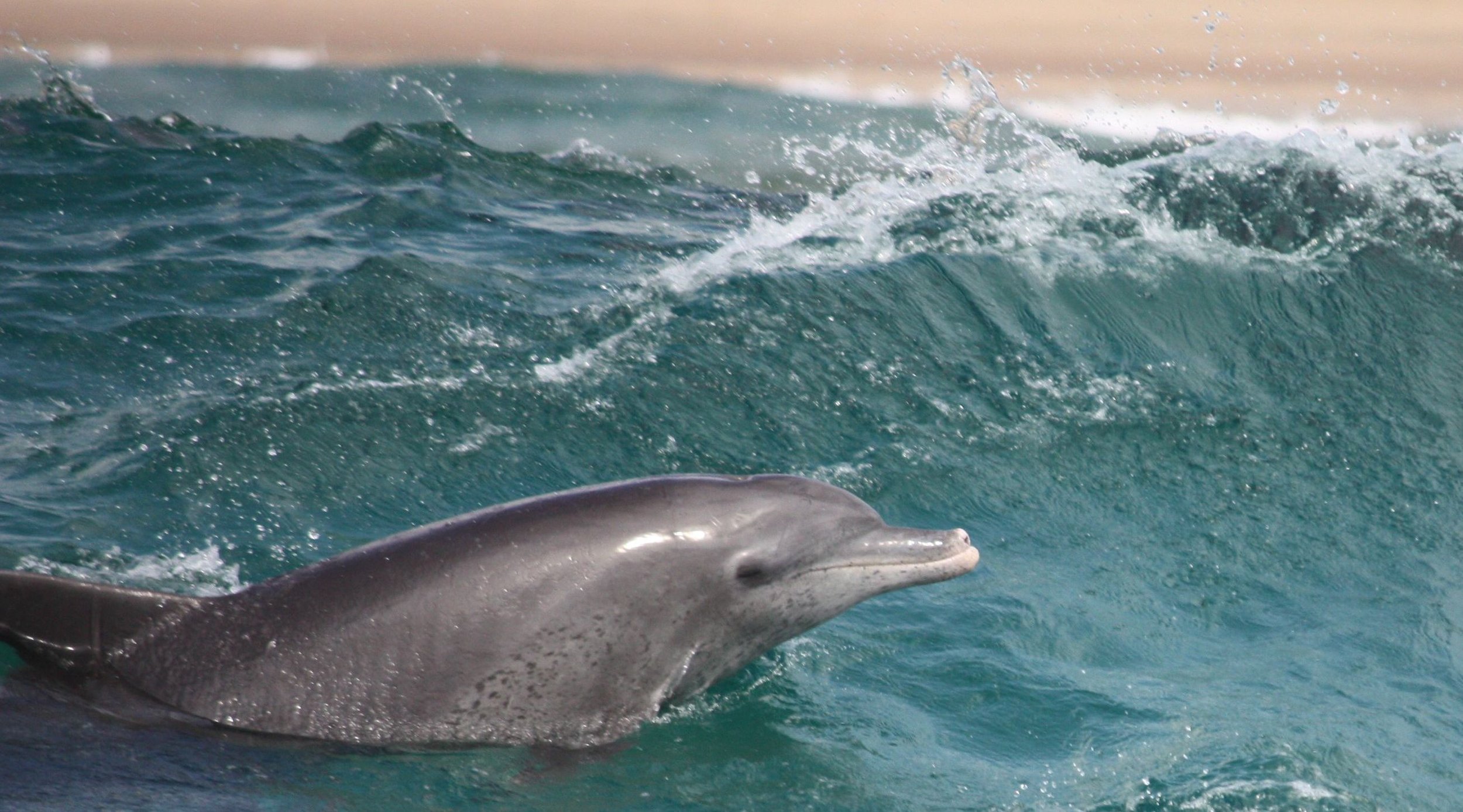 mozambique - marine conservation. (27).jpg