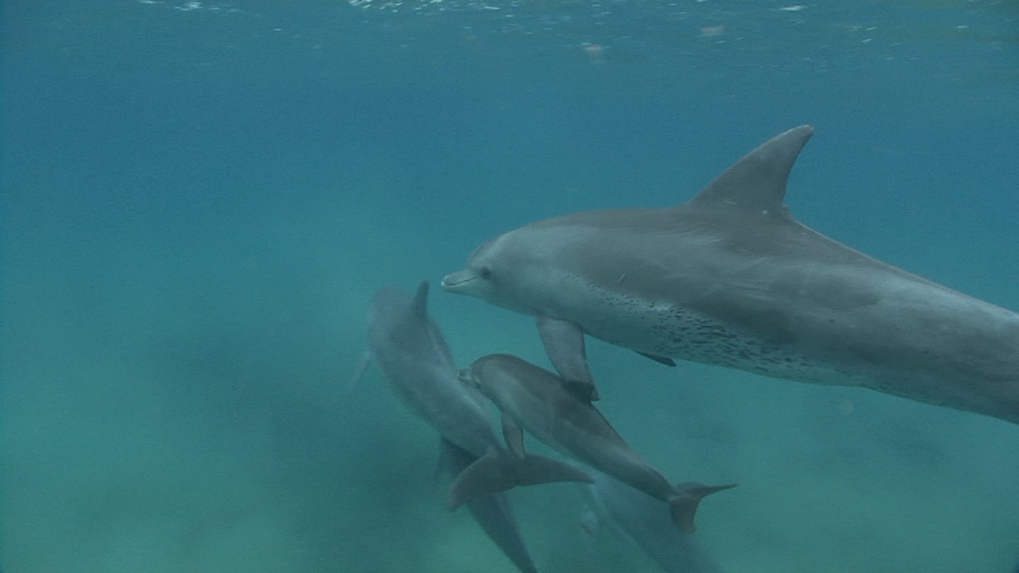 mozambique - marine conservation. (29).JPG