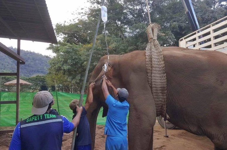 thai elephant 1.jpg