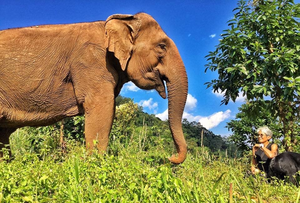 thai elephant 2.jpg