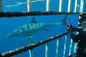 White Shark in Cage