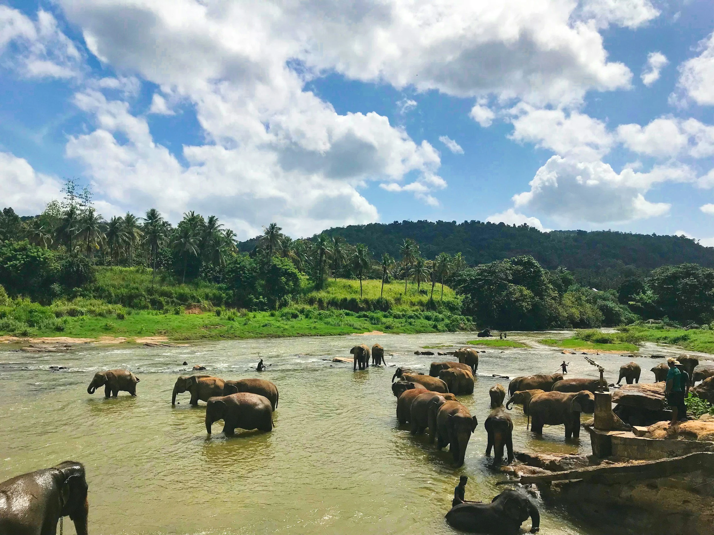 elephant volunteering in thailand
