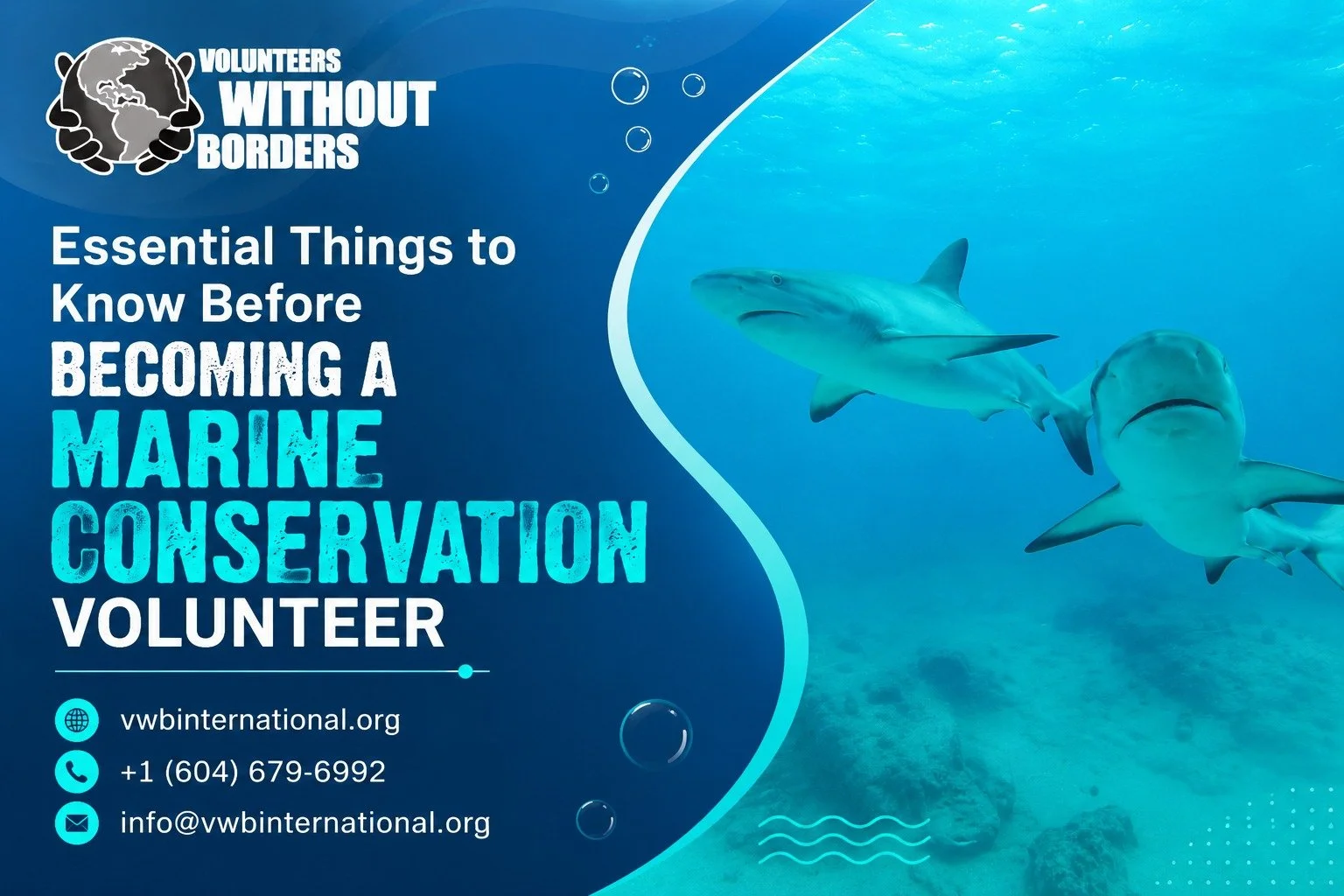 Essential Things to Know Before Becoming a Marine Conservation Volunteer&nbsp;