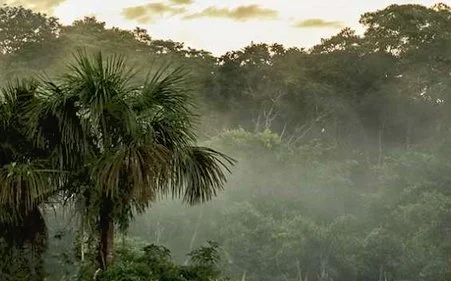 cloud forest.jpg