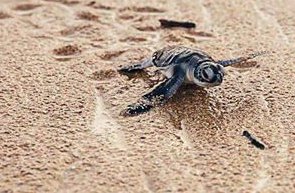 turtle.jpg