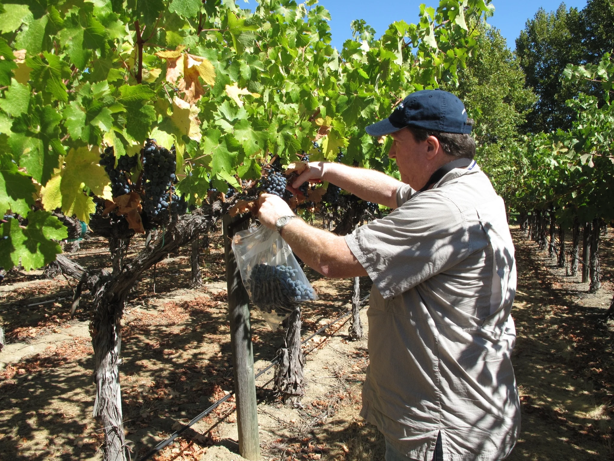 Work, work, work...the 2018 Harvest