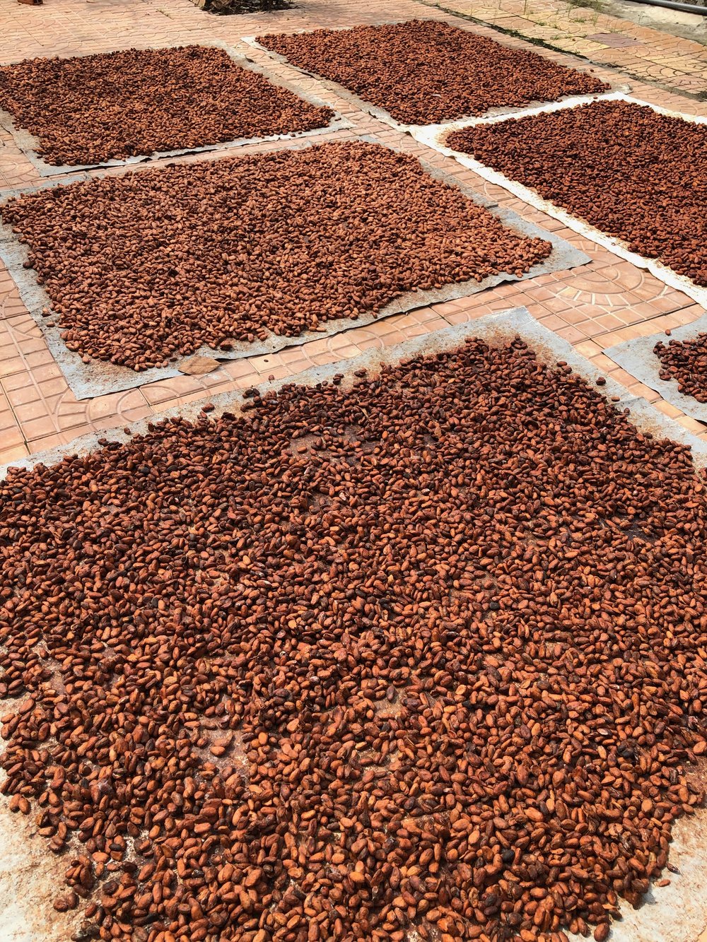  Cacao farm 