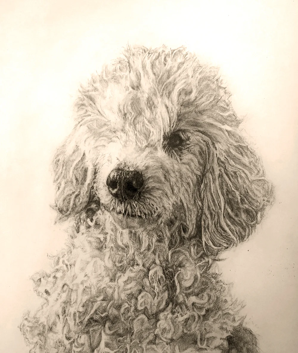 Mechanical PencilThis is a drawing done for Action Bronson of his recently passed dog, Coco.