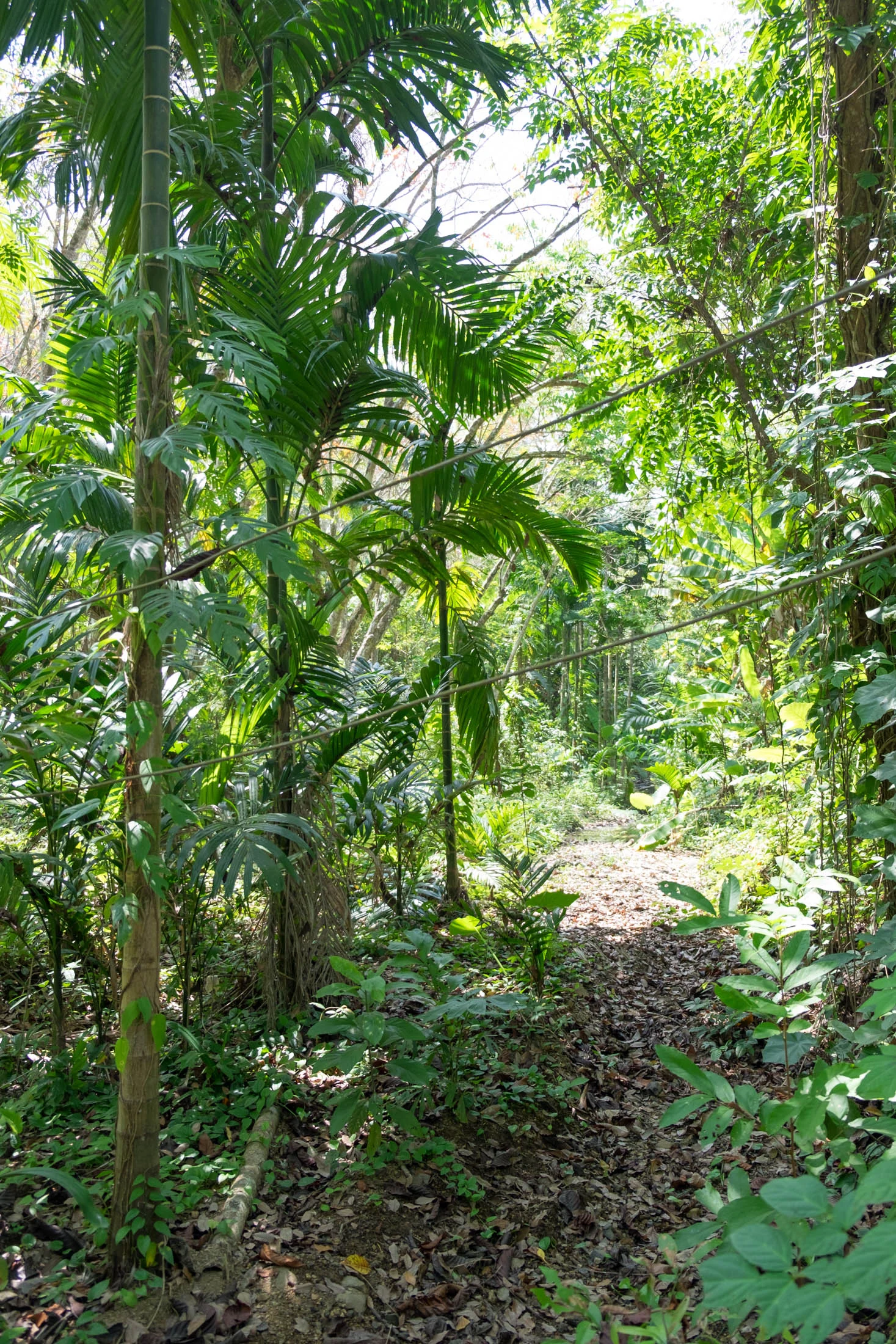 KohMook_Jungle-7.jpg
