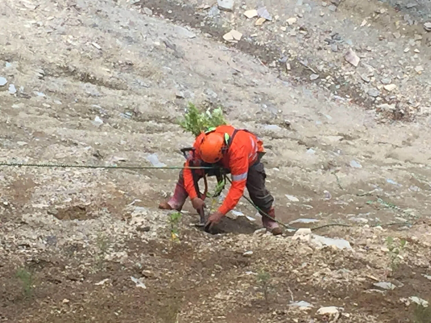 Abseil Planting