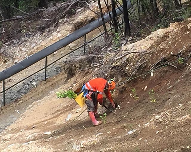 Always find abseil work very rewarding, especially for our client @brooksanctuary who recently engaged our team to assist with planting out a large slip that took out a section of their mountain bike tracks. .
.
.
#nznativeplants #nznatives #nzlandsc