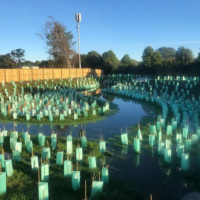 A client of ours is doing some great work in the development space here in Nelson. Native planting is required as part of the Resource Consent process when developing new sub-divisions. This serves as a surface water run off area, lined with native plants to create a natural wetland area, increasing bio diversity. .
.
.
#nzplanting #nzplants #nzlandscapes #subdivision #biodiversity #biodiversitynz #nzbiodiversity