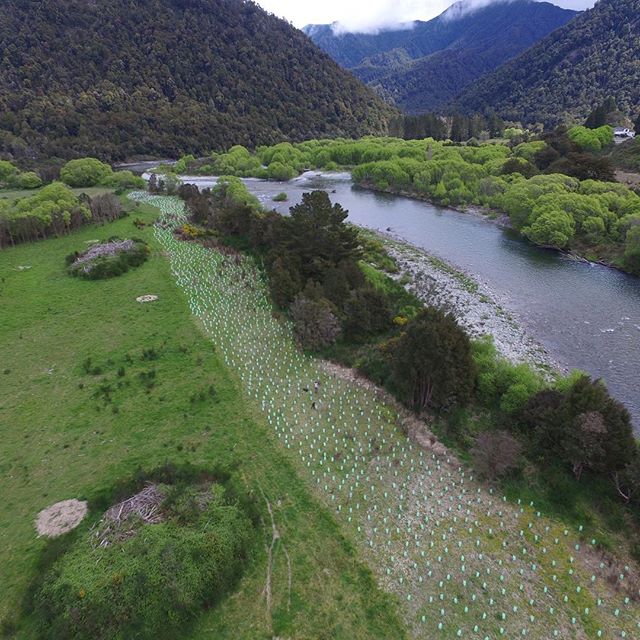 A very rewarding project along the Owen River.  We planted a total of 4,500 native plants along the river as part of a river protection project for a client. We are really looking forward to seeing this project grow over the coming years. .
.
.
#nzna