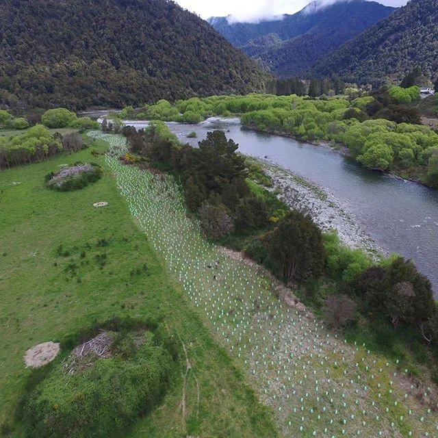 A very rewarding project along the Owen River.  We planted a total of 4,500 native plants along the river as part of a river protection project for a client. We are really looking forward to seeing this project grow over the coming years. .
.
.
#nznativeplants #nznative #nzlandscapes #landscapingdesign