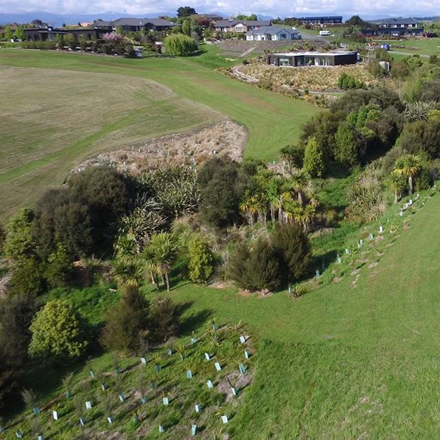 A long time client, we have developed this native planting for the last 13 years. It&rsquo;s always very satisfying to see the designs come to life. We are continually building on this project and regular routine maintenance and release spraying has ensured the planting success. .
.
.
#nznativeplants #nznativeplanting #nzenviroment #plantingdesign