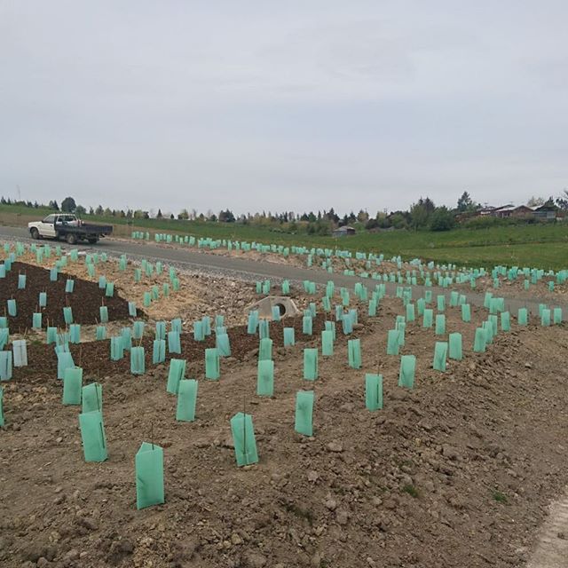 Some sub division work we completed recently for a project in the Tasman region. This project saw our team complete native planting at the entrance way as well as detention pond planting (designed for screening water courses)
.
.
.
#nznative #nznativ