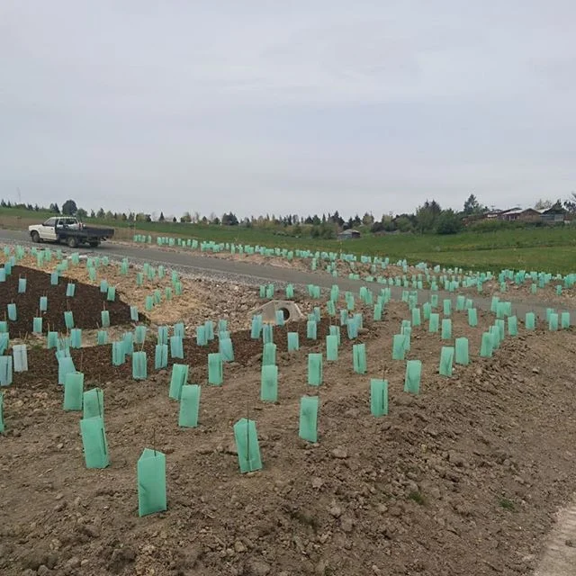 Some sub division work we completed recently for a project in the Tasman region. This project saw our team complete native planting at the entrance way as well as detention pond planting (designed for screening water courses)
.
.
.
#nznative #nznativeplants #nzlandscape