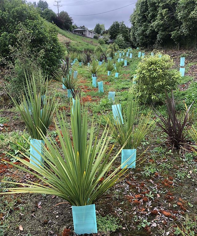 Great to see our 1 year old plantings coming along nicely considering it was a late planting in October 2017. Three months of very dry conditions followed. It shows the importance of regular release spraying! .
.
.
#nznative #nznativeplants #nativeplants #newzealandnative #nzlandscape