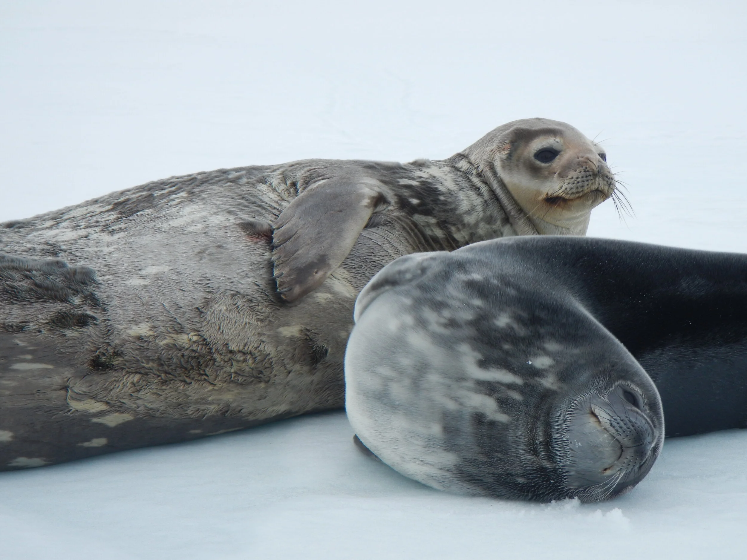 Scientific American - Antarctic Seals Vocalize in Ultrasonic–but Not for the Usual Reason