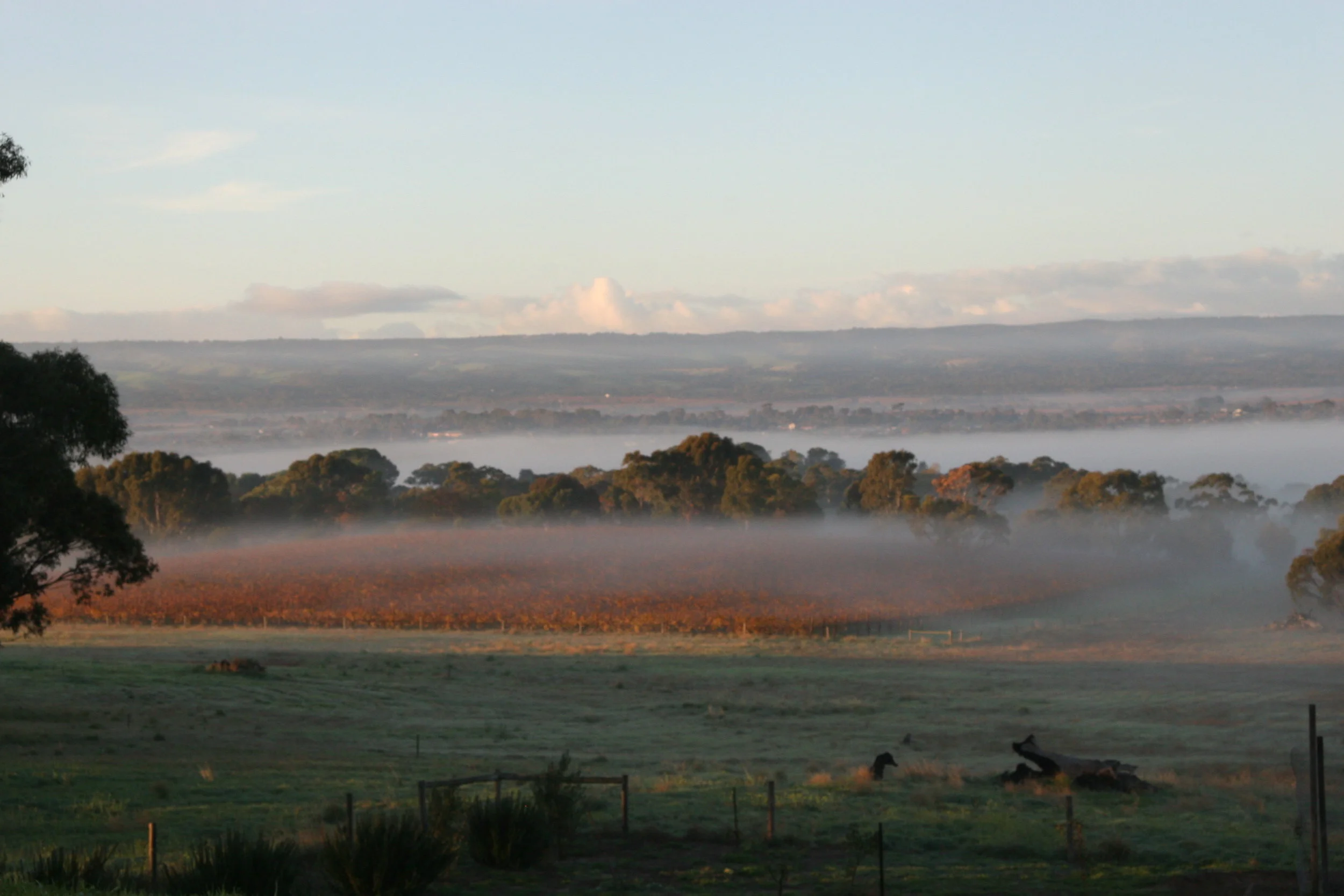 Morning Fog Colour MCLAREN VALE.JPG