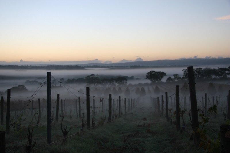 Vineyard in the Mist 2018 (12).JPG