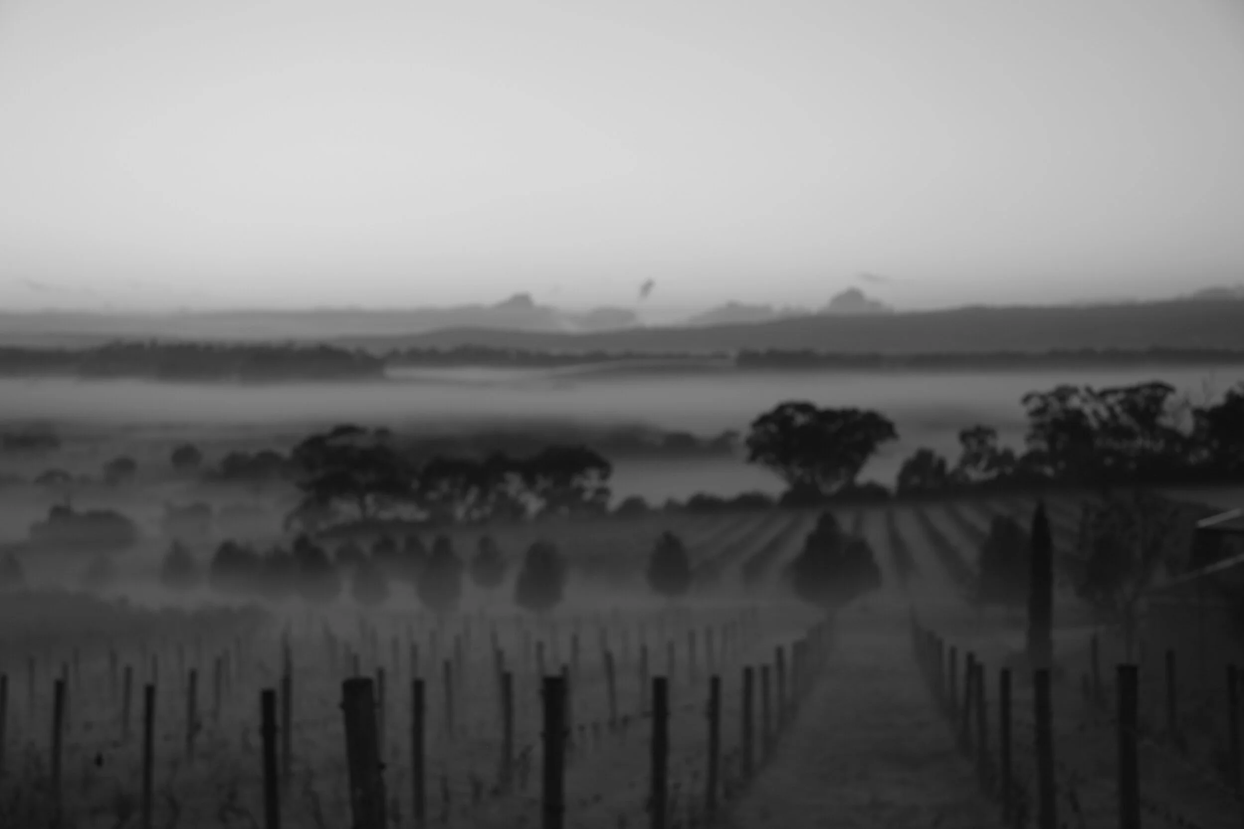 Vineyard Fog 2.JPG