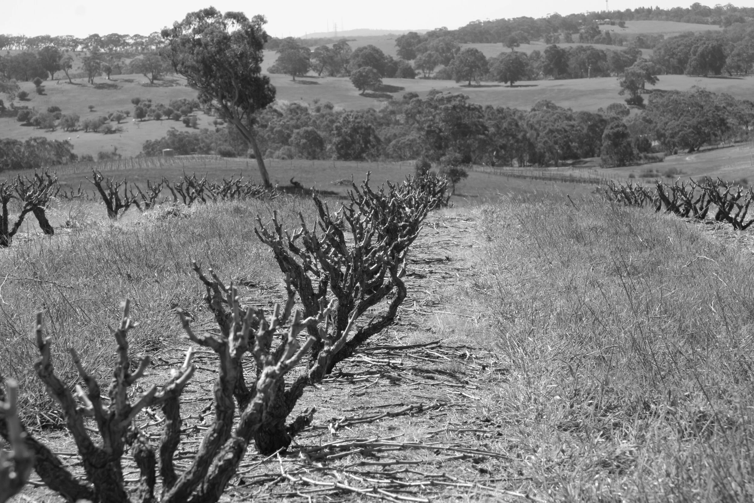 Springs Hill Bushvine Grenache.JPG