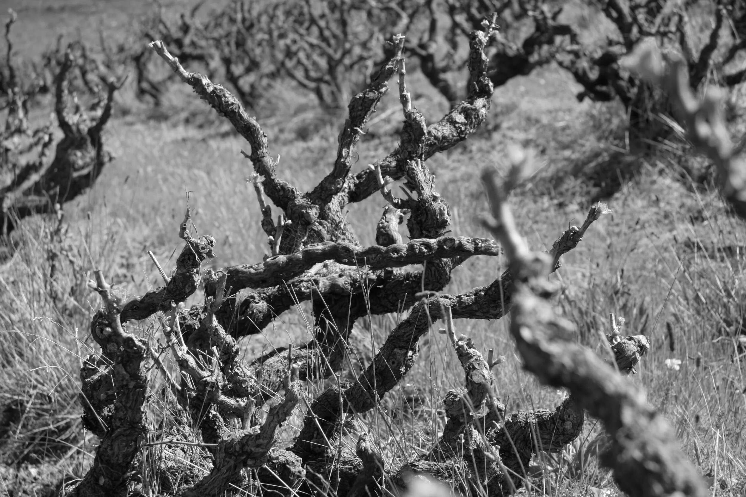 Smart Bushvine Grenache.JPG
