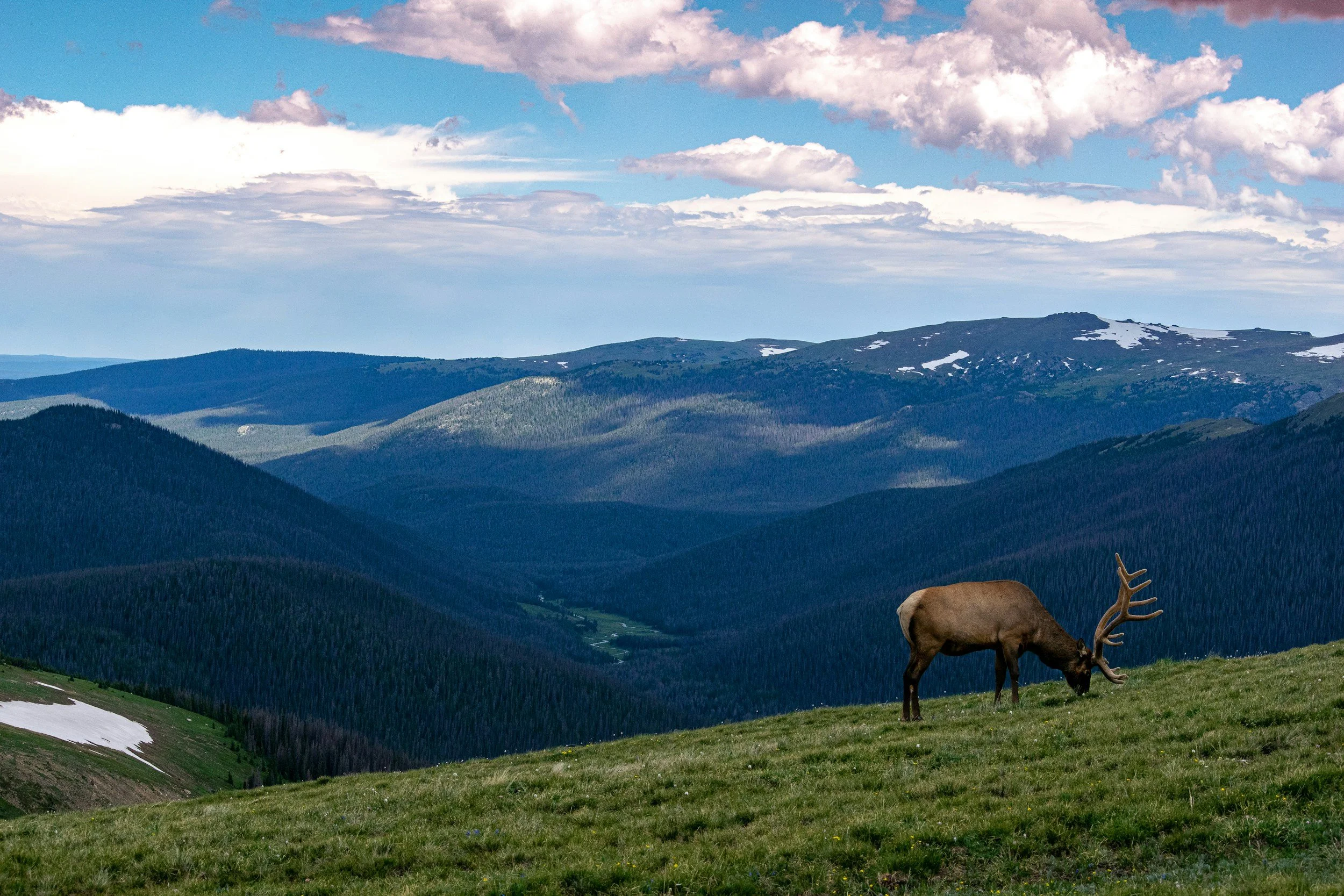 Rocky Mountain Elk Foundation's Annual Fundraiser