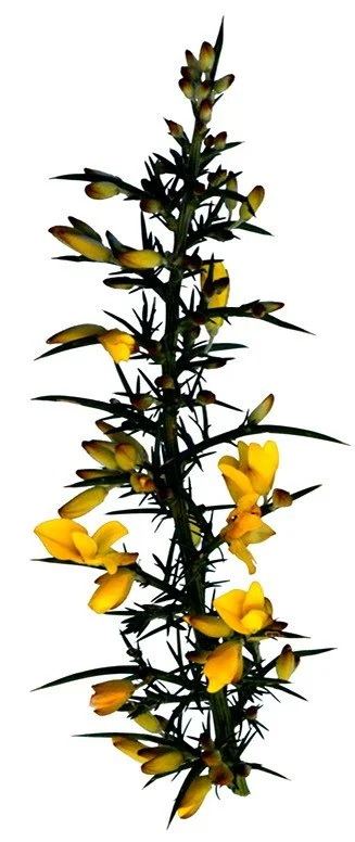 gorse.jpg