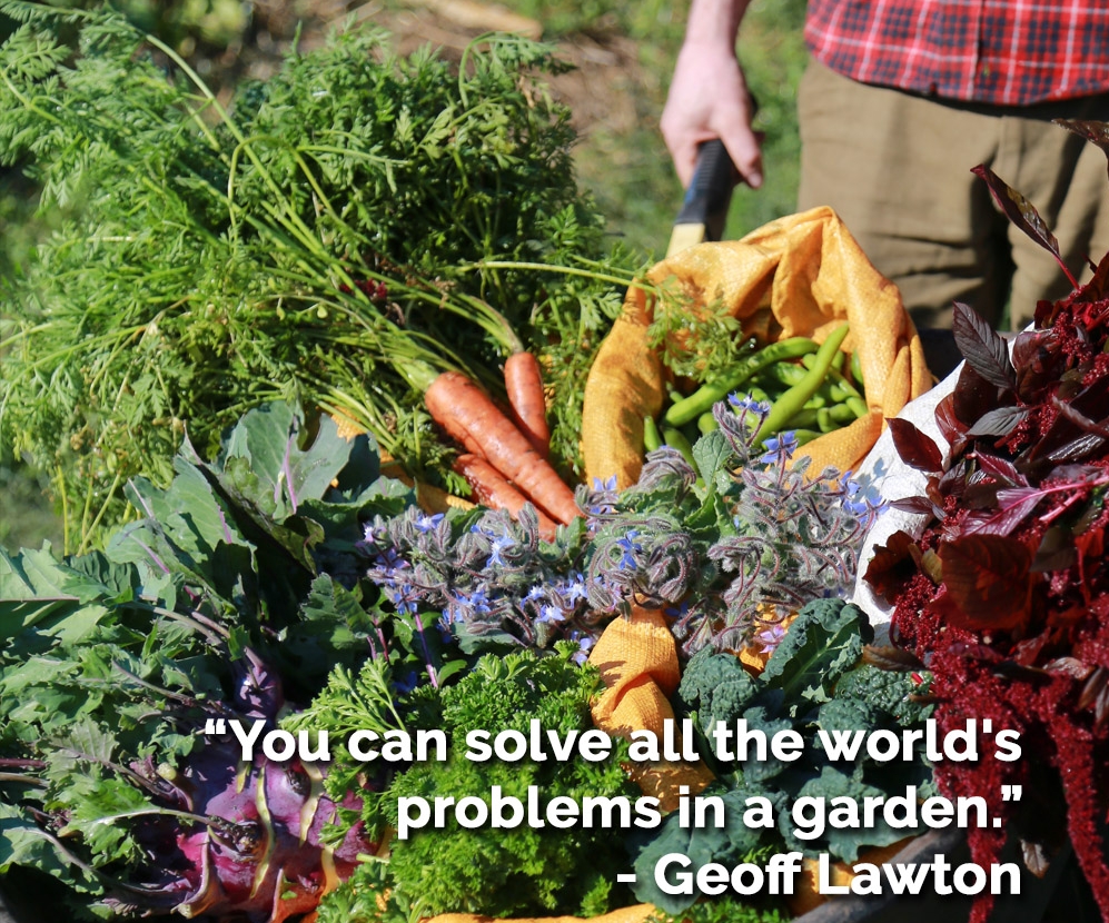 All the world problems, veg.jpg