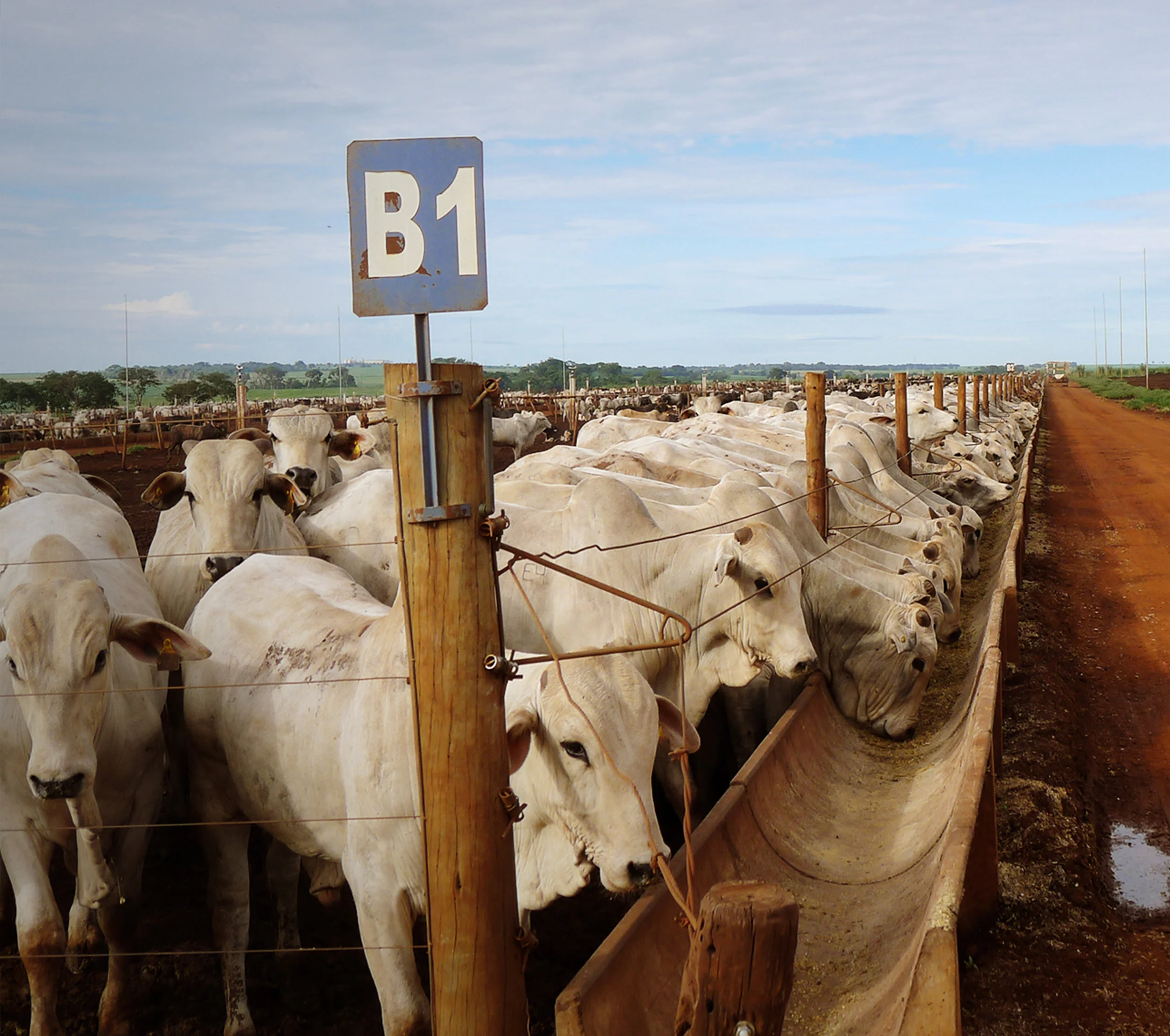 cattle-traceability3.jpg
