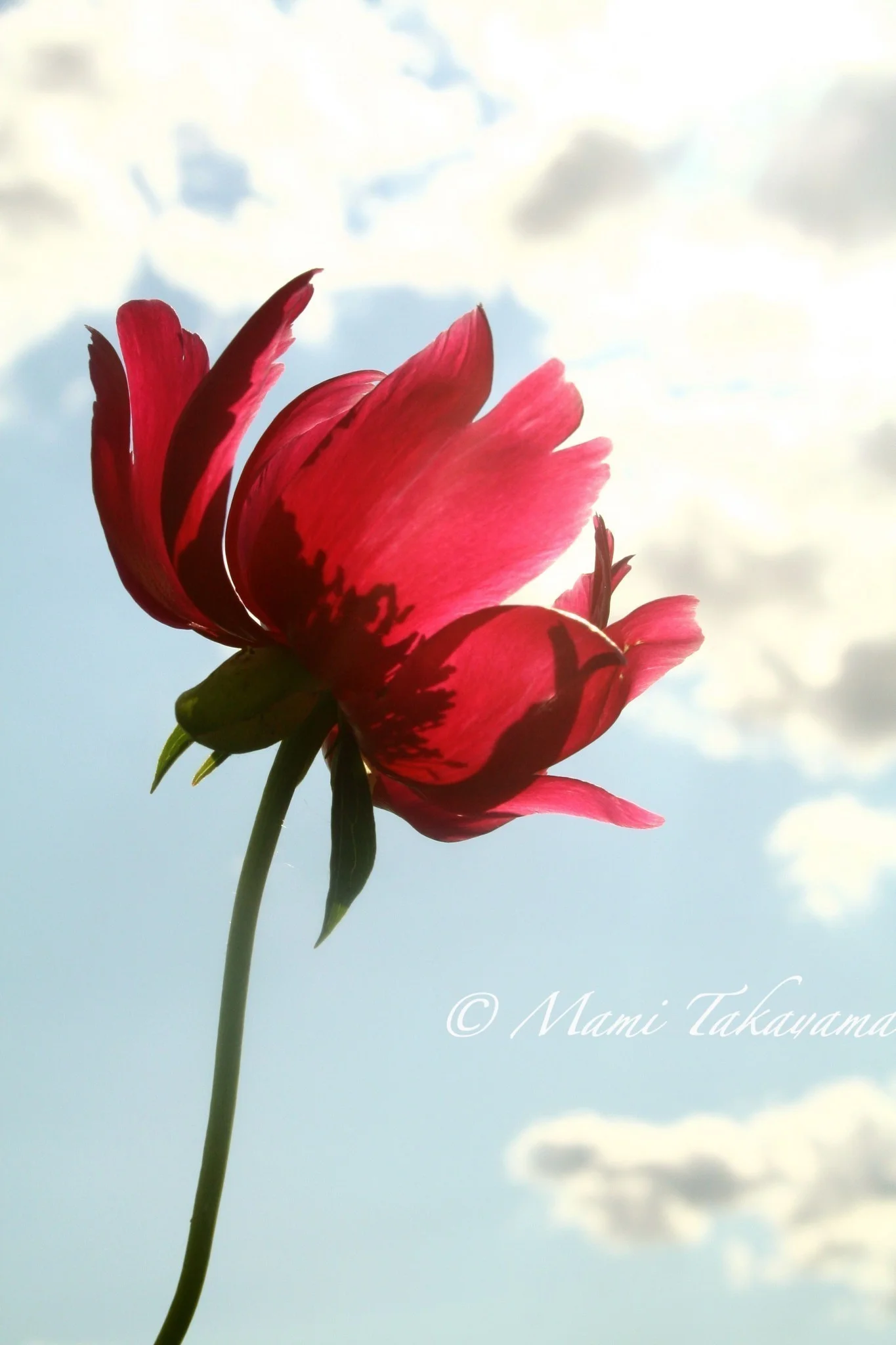 Seasons-Flowers-1.jpg
