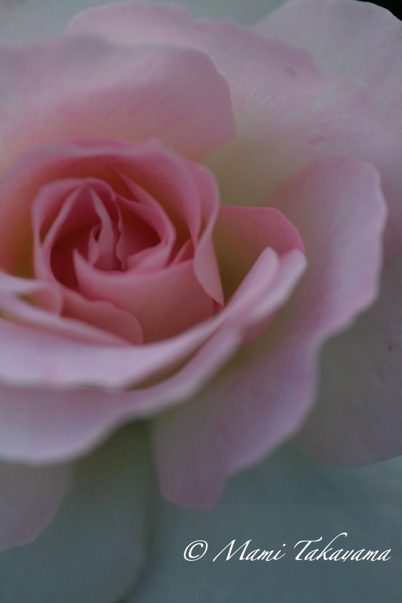 Seasons-Flowers-3.jpg