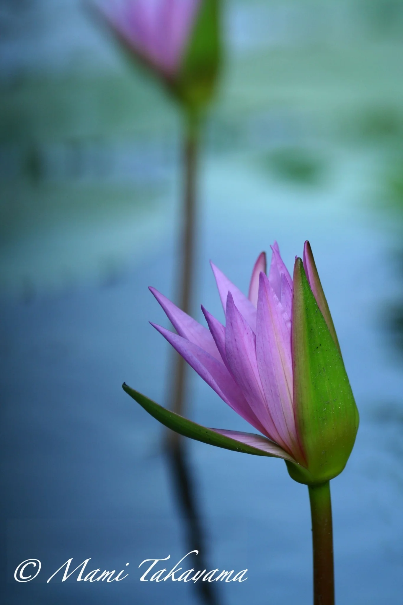Seasons-Flowers-4.jpg