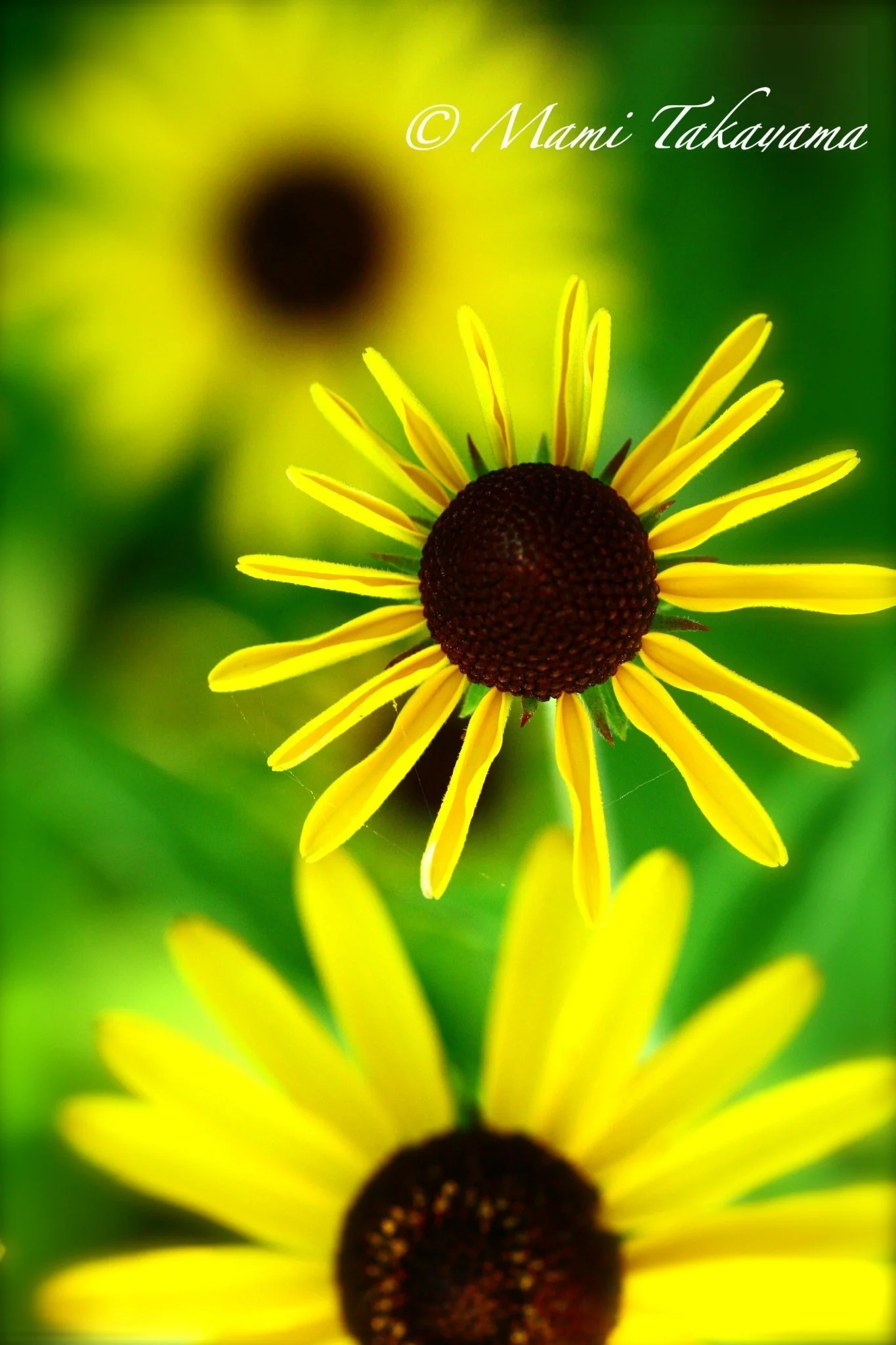 Seasons-Flowers-5.jpg