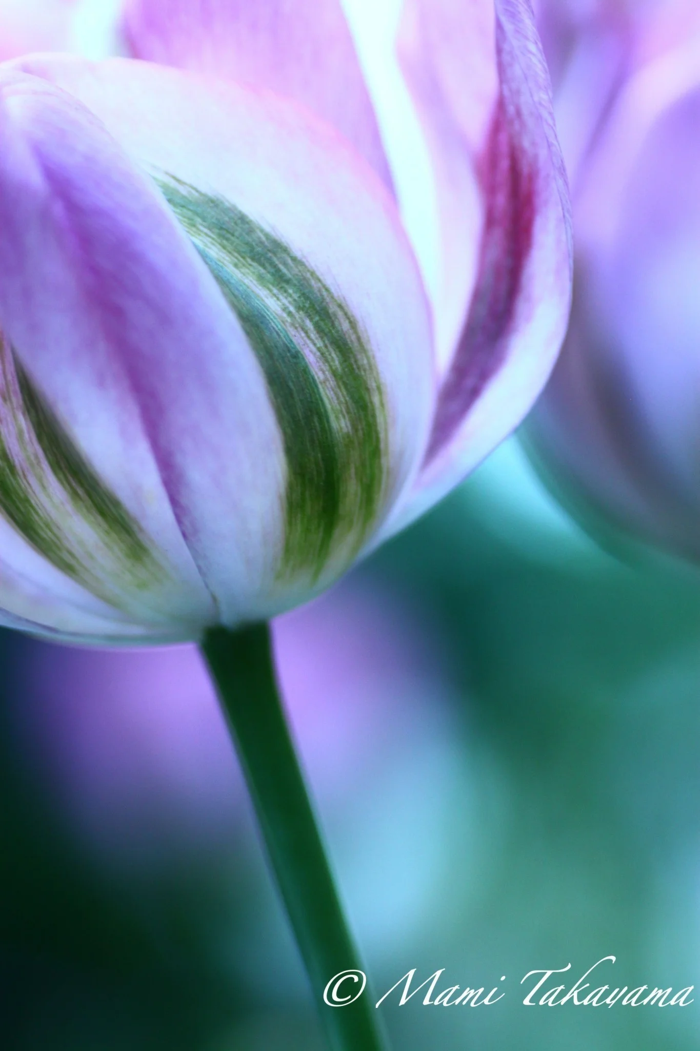 Seasons-Flowers-11.jpg