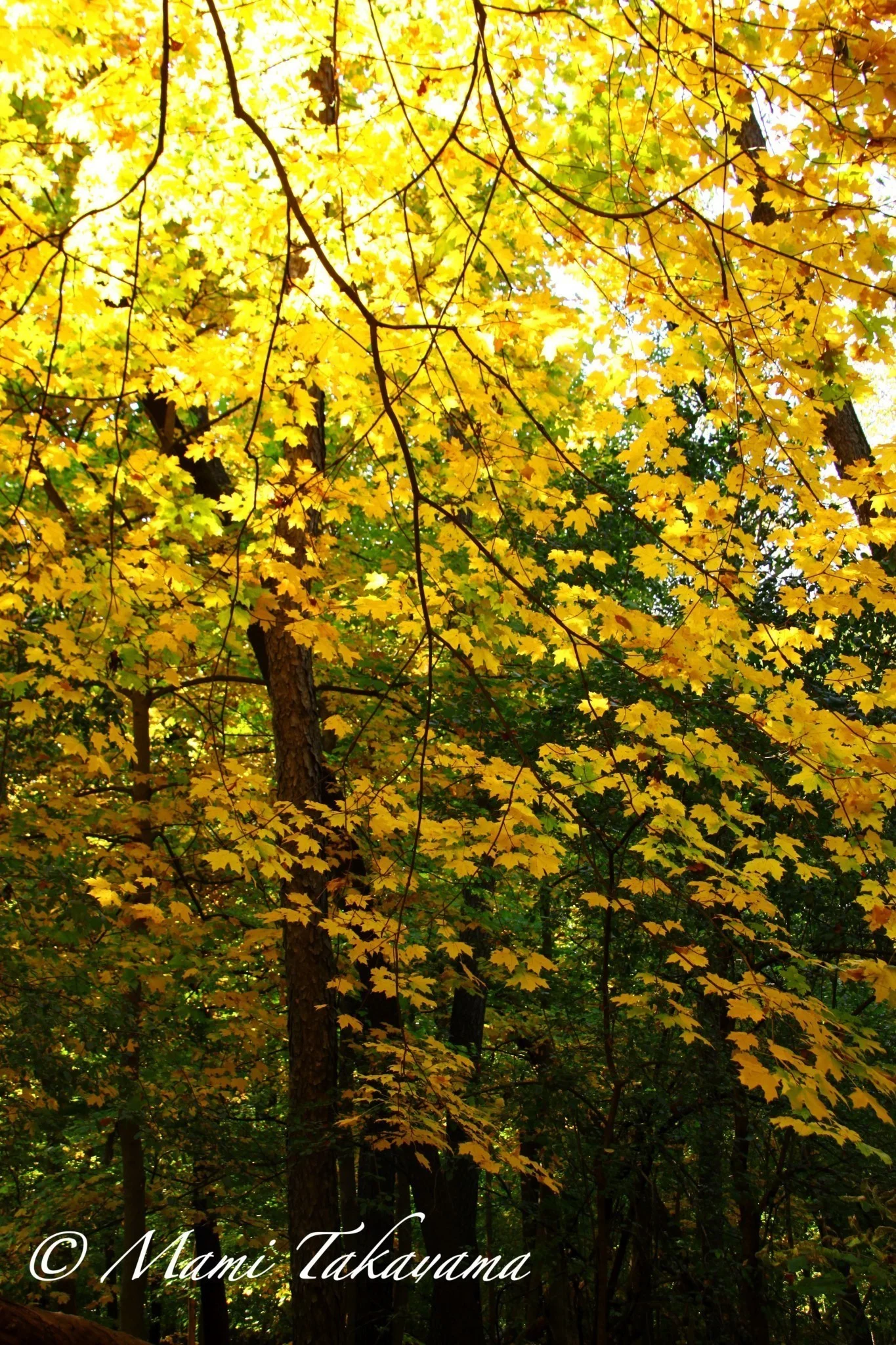 Seasons-Autumn-8.jpg
