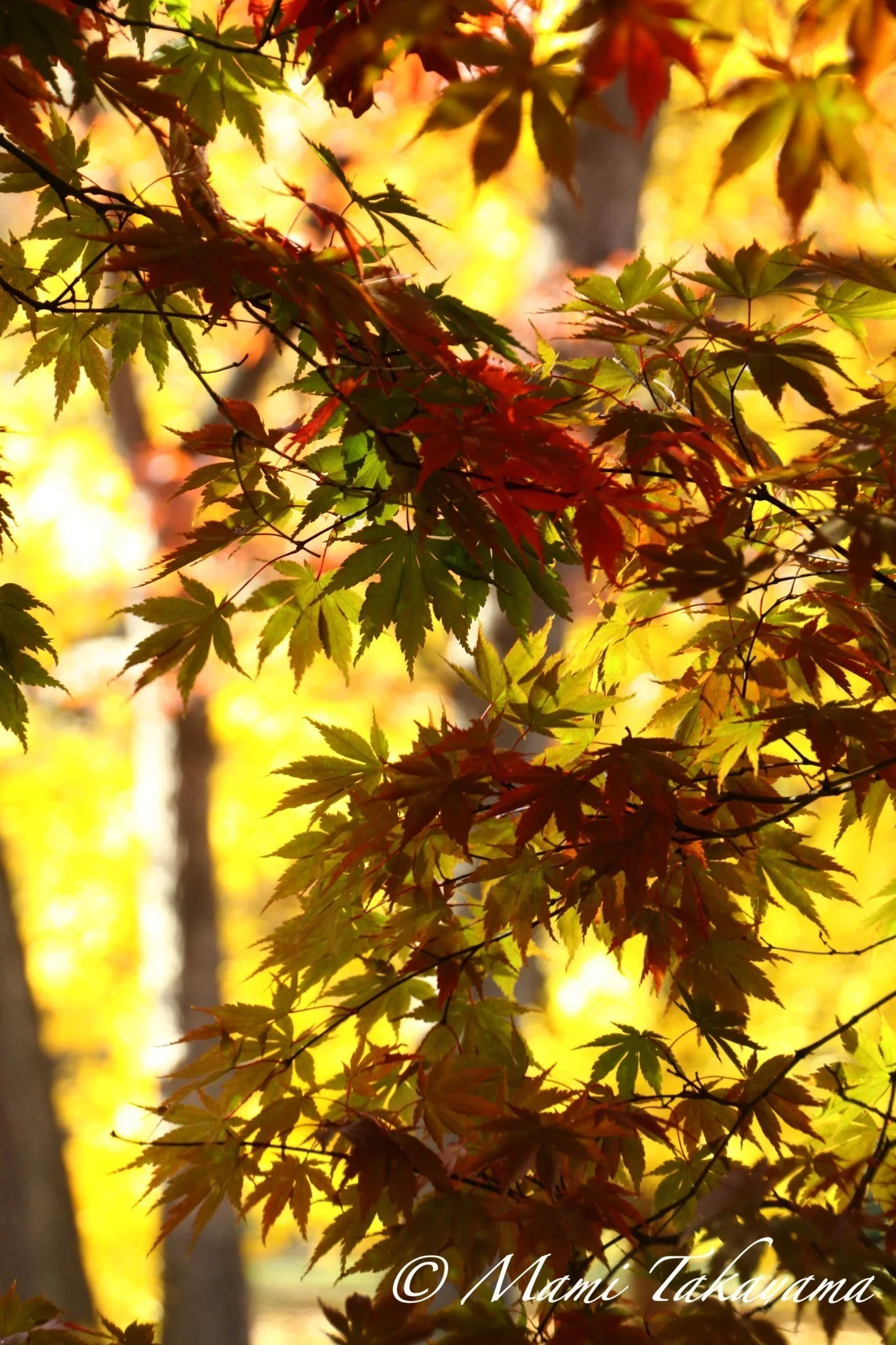 Seasons-Autumn-10.jpg