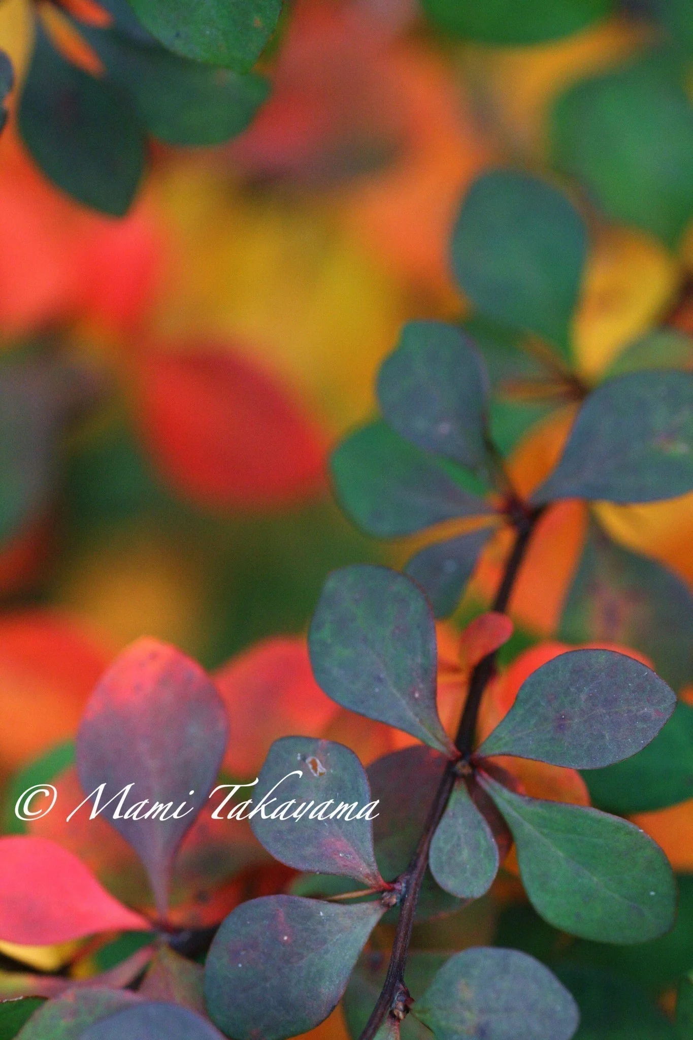Seasons-Autumn-11.jpg