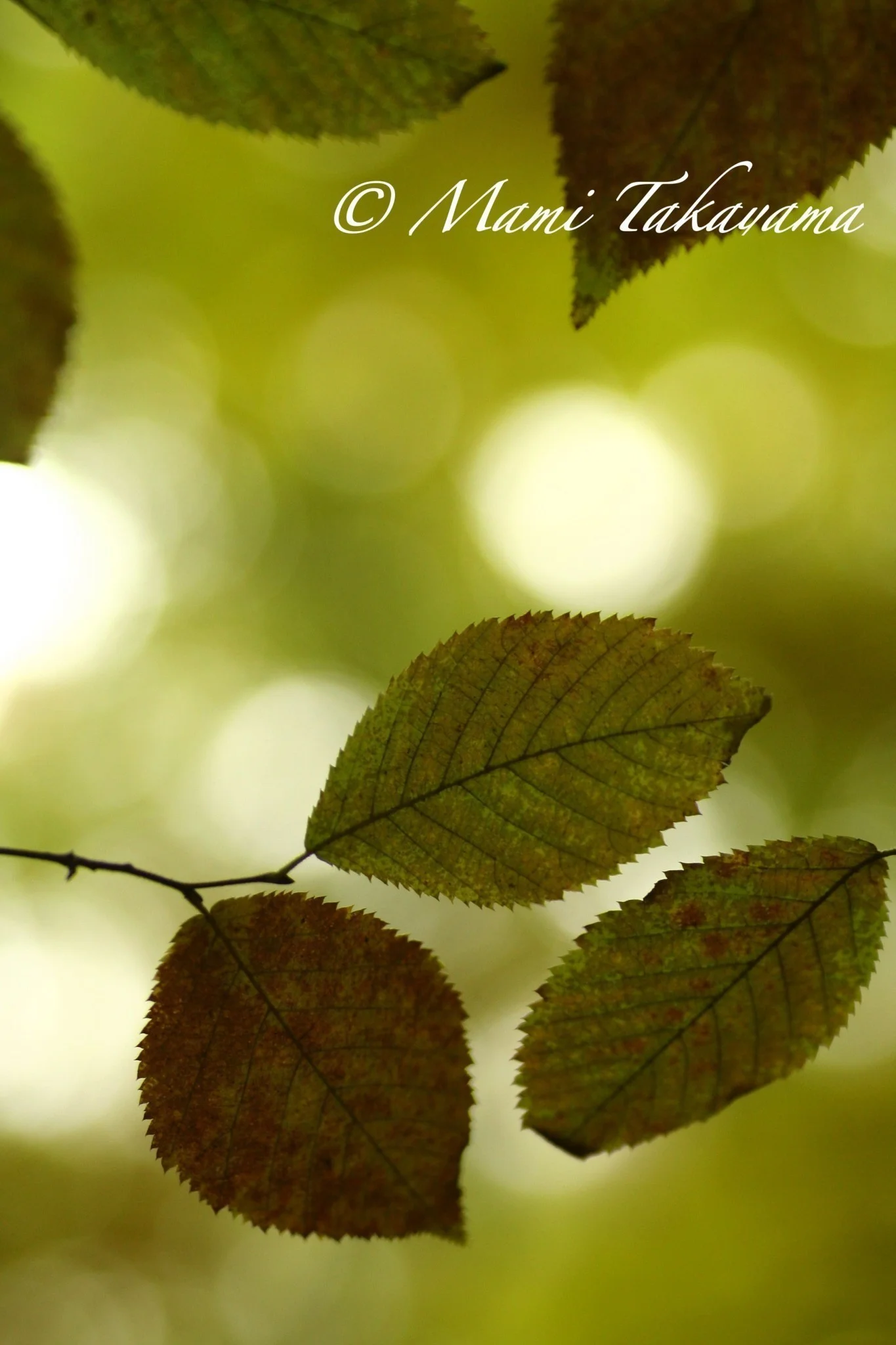 Seasons-Autumn-13.jpg
